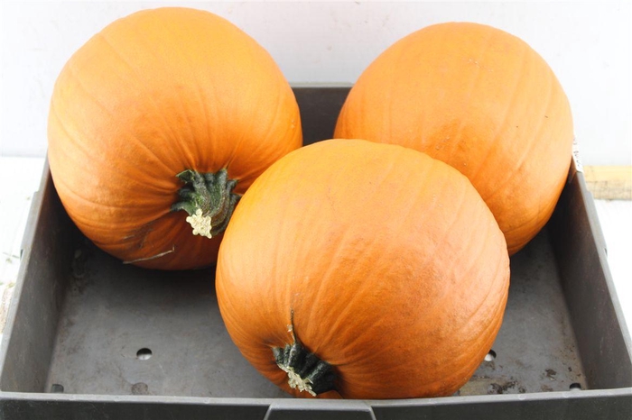 <h4>Cuc Maxima Halloween</h4>