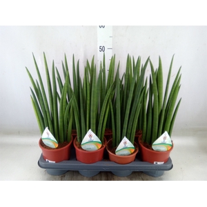 Sansevieria   ...