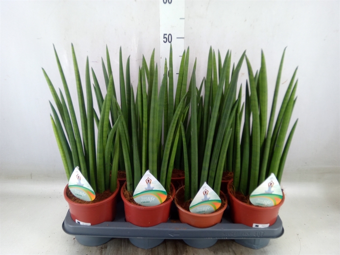 <h4>Sansevieria   ...</h4>