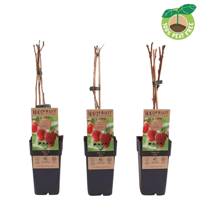 <h4>Rubus idaeus</h4>