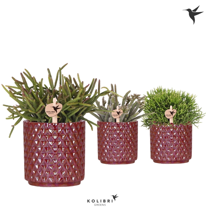 <h4>Kolibri Greens Rhipsalis mix in Diamond Pearl pot red</h4>