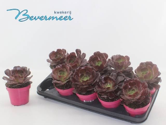 <h4>AEONIUM AB VELOURS</h4>