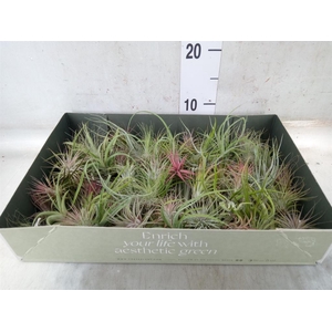 Tillandsia