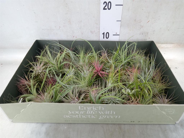 <h4>Tillandsia</h4>