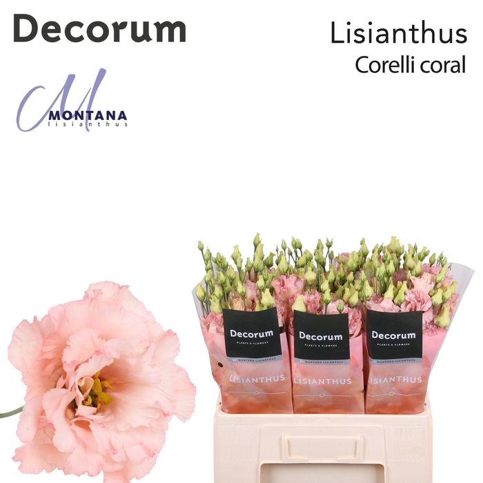 <h4>Lisianthus Corelli coral 60cm</h4>