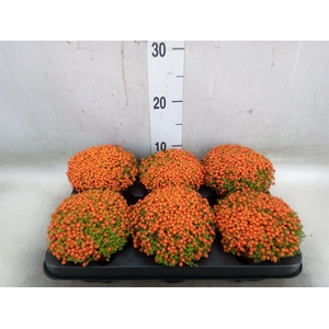 Nertera granadensis 'Astrid'