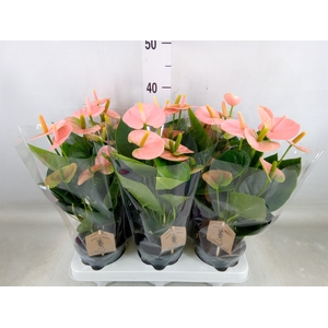 Anthurium andr. 'Spirit'