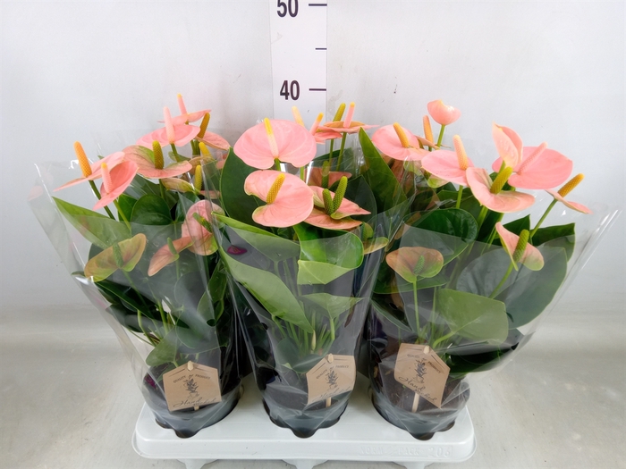 <h4>Anthurium andr. 'Spirit'</h4>