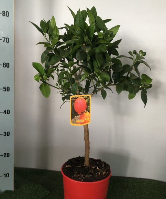 Citrus hystrix