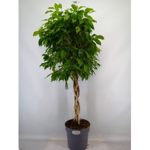 Ficus benja.   ...