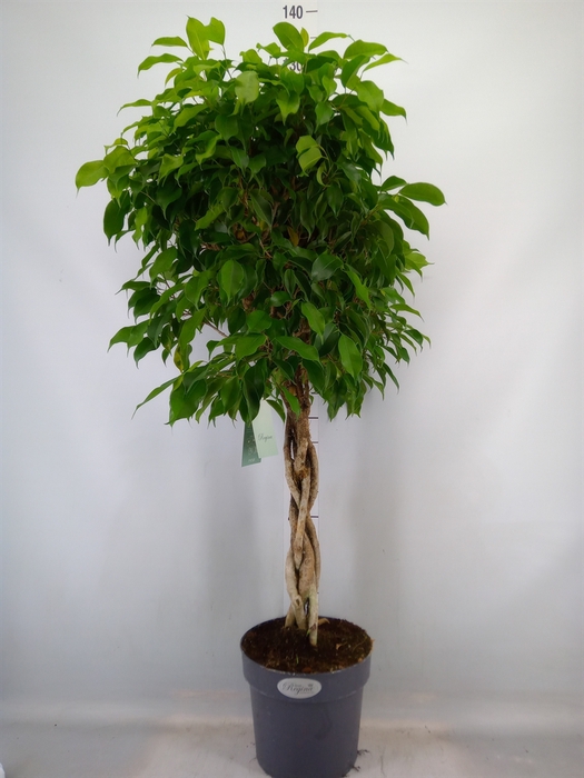 <h4>Ficus benja.   ...</h4>