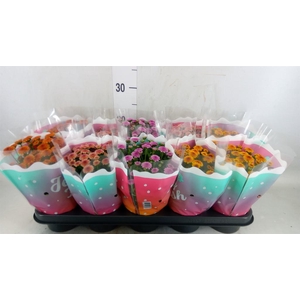 Chrysanthemum  'Jellyfish'   ...mix