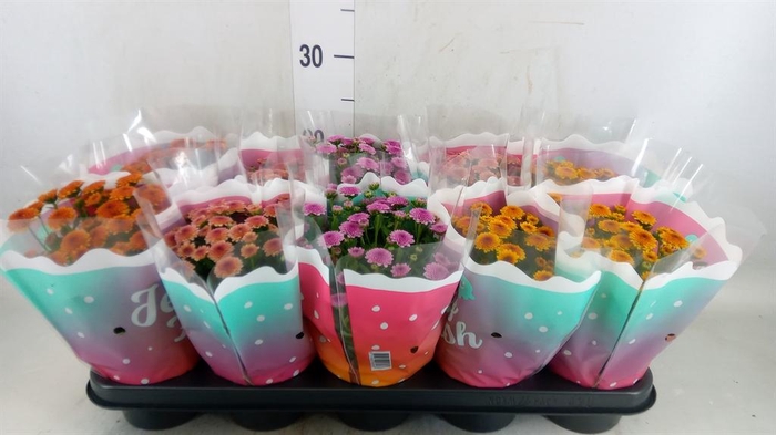 <h4>Chrysanthemum  'Jellyfish'   ...mix</h4>