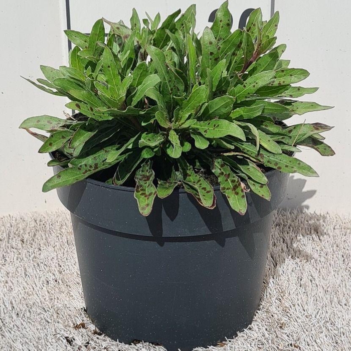 <h4>Gaura Graceful White P19</h4>