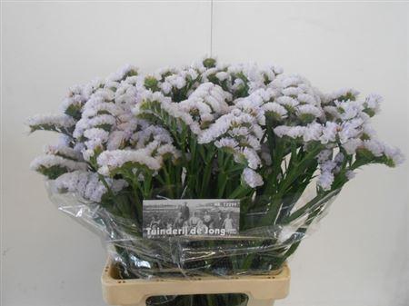 <h4>LIM S SILKY WINGS</h4>