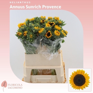 Helianthus Sunrich Provence