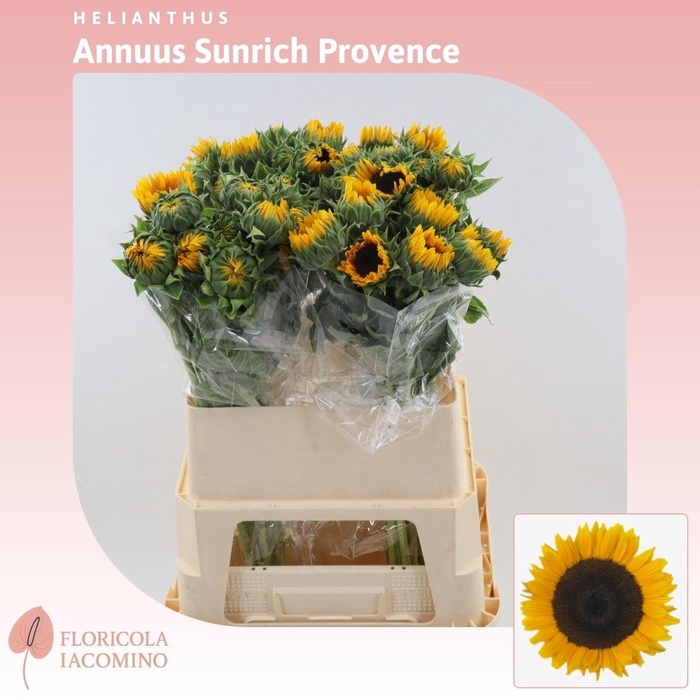 <h4>Helianthus Sunrich Provence</h4>