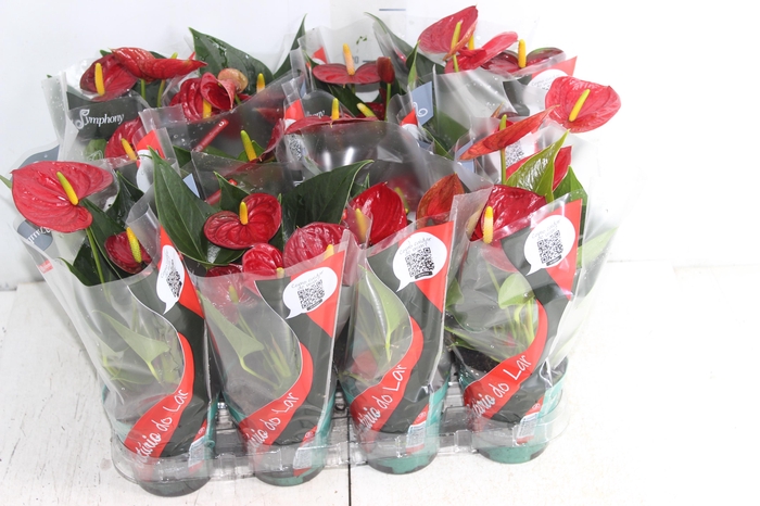 <h4>ANTHURIUM RED SUCCESS P09</h4>