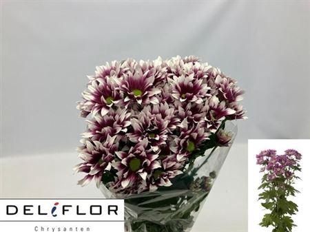 <h4>Chr T Haydar</h4>