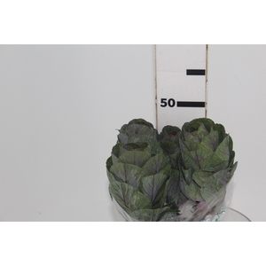 BRASSICA OLERACEA CRANE RED 040 CM