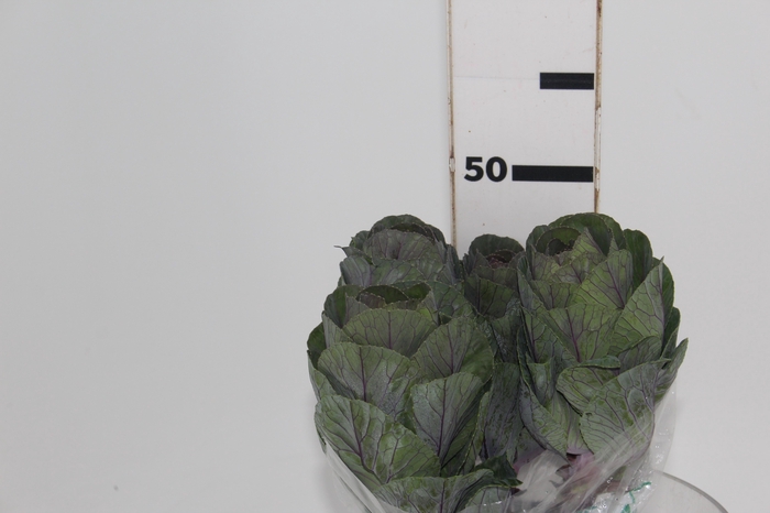 <h4>BRASSICA OLERACEA CRANE RED 040 CM</h4>
