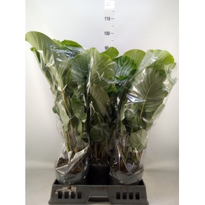 Calathea orbifolia