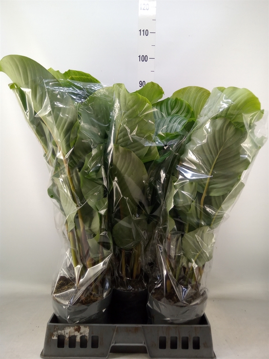 <h4>Calathea orbifolia</h4>