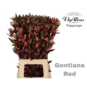 GENTIANA RED