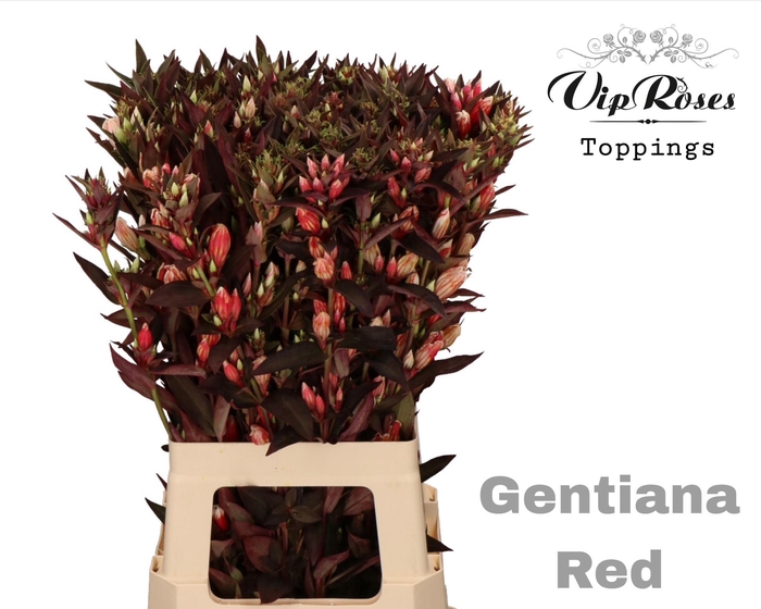 <h4>GENTIANA RED</h4>