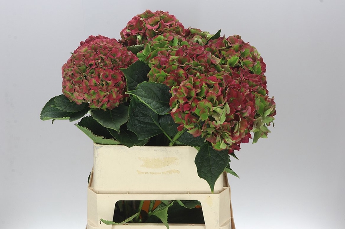 <h4>Hyd Palace Green Red Classic</h4>