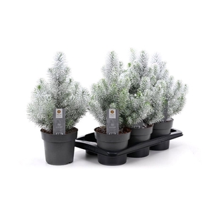 PINUS SILVER CREST