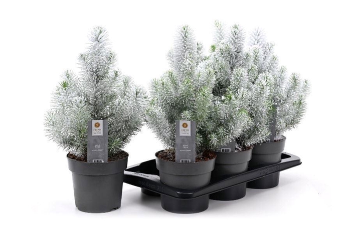 <h4>PINUS SILVER CREST</h4>