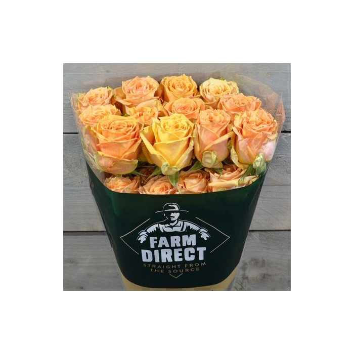 <h4>R Gr Serenade</h4>