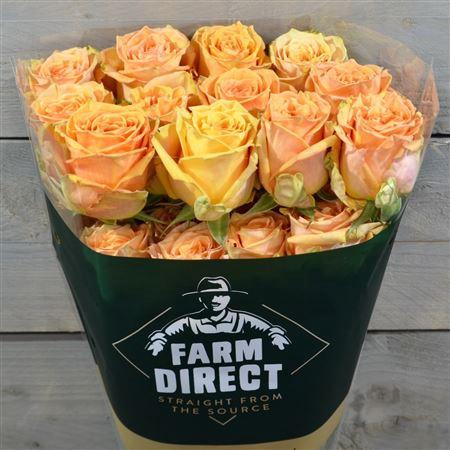 <h4>R Gr Serenade</h4>