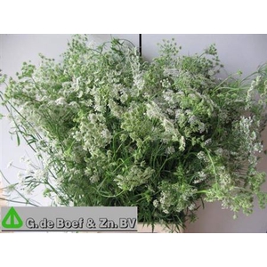 Ammi Majus