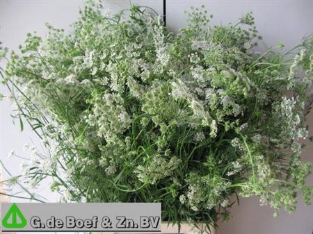 <h4>Ammi Majus</h4>