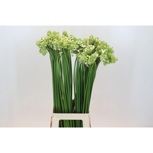 Ornithogalum Saundersiae