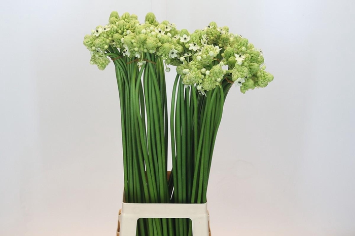 <h4>Ornithogalum Saundersiae</h4>