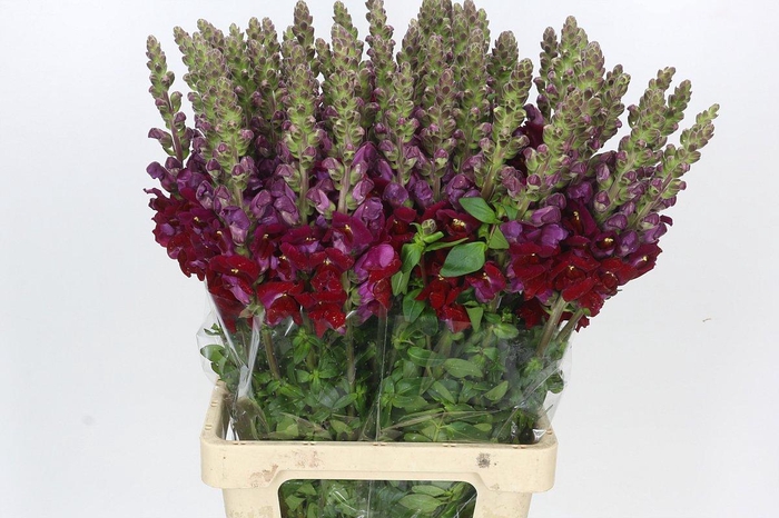 <h4>Antirrhinum Potomac Red</h4>