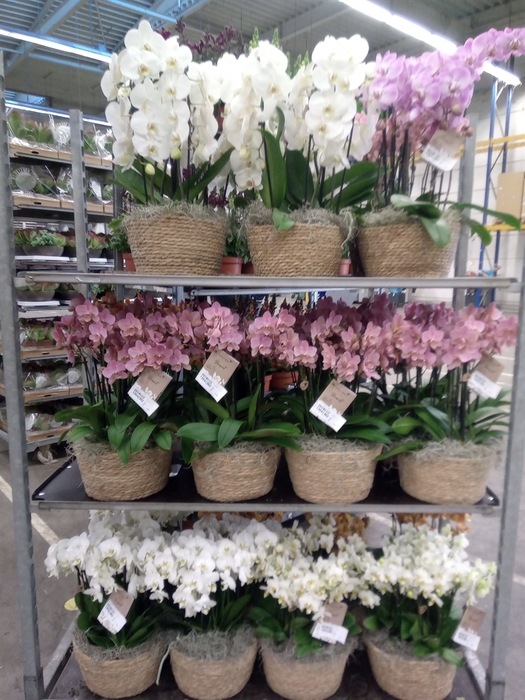 <h4>Phalaenopsis   ...white</h4>