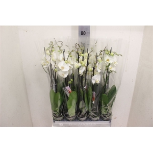 Phal White 2 Tak