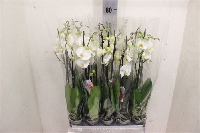 <h4>Phal White 2 Tak</h4>