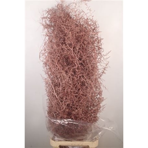 Asparagus Salv. Metal Red