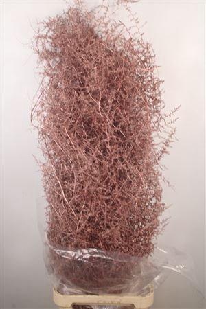 <h4>Asparagus Salv. Metal Red</h4>
