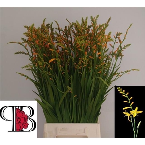 Crocosmia George Davidson