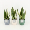 Sansevieria trifasciata Futura Superba in Expression keramiek