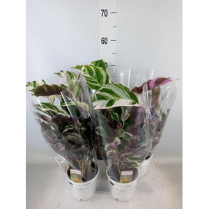 Calathea  'Fusion White'