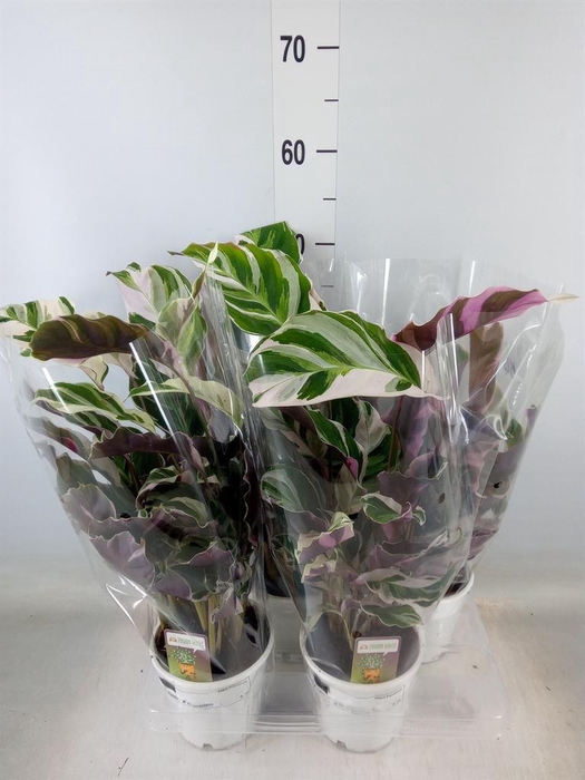 <h4>Calathea  'Fusion White'</h4>