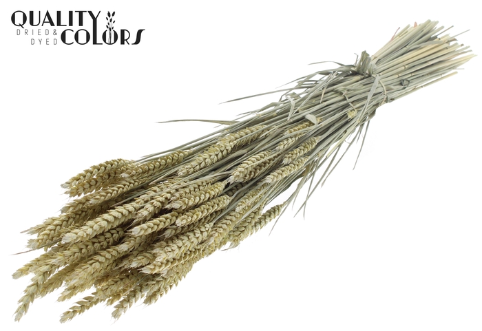 <h4>Triticum per bunch Frosted Light Yellow</h4>