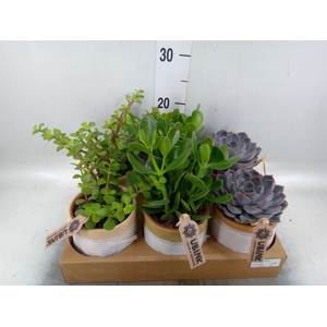 Succulents   ...